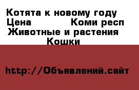 Котята к новому году  › Цена ­ 3 500 - Коми респ. Животные и растения » Кошки   